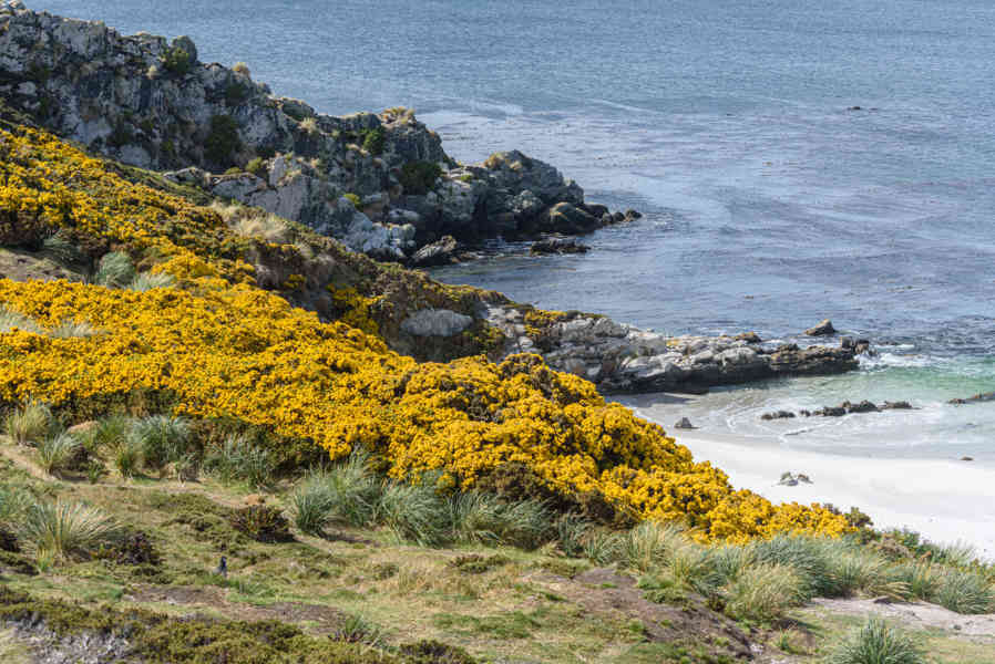 Islas Falkland o Malvinas 051 - Gypsy Cove.jpg